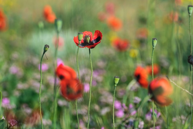 Coquelicots rouges sauvages dans un champ vert printanier.