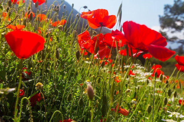 Coquelicots rouges sauvages sur le pré en journée ensoleillée. Décoré de taches lumineuses.