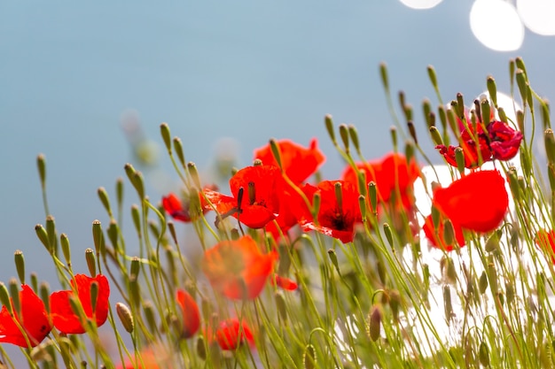 Coquelicots rouges sauvages sur le pré en journée ensoleillée. Décoré de taches lumineuses.