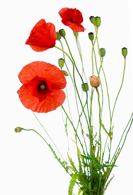 Coquelicots rouges Studio Shot de coquelicots rouges sur fond blanc