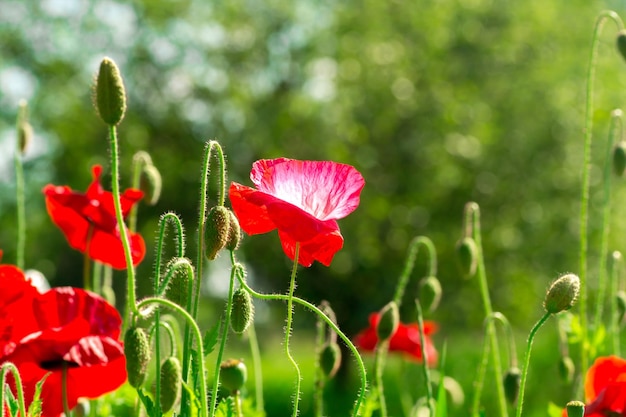 Coquelicots rouges sur le terrain Coquelicots lumineux Lumière du soleil sur le terrain