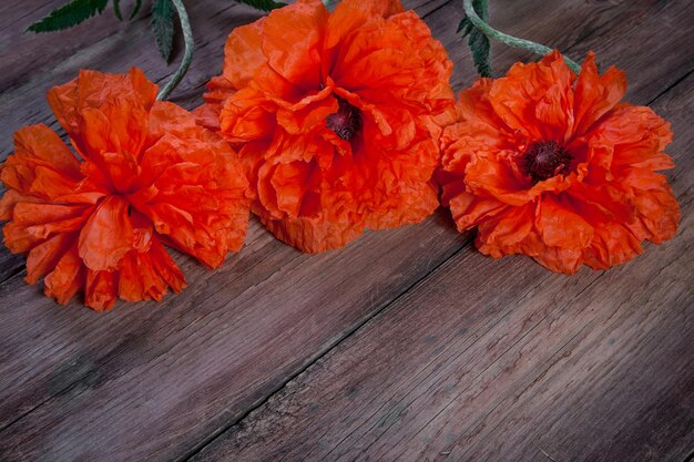 coquelicots rouges