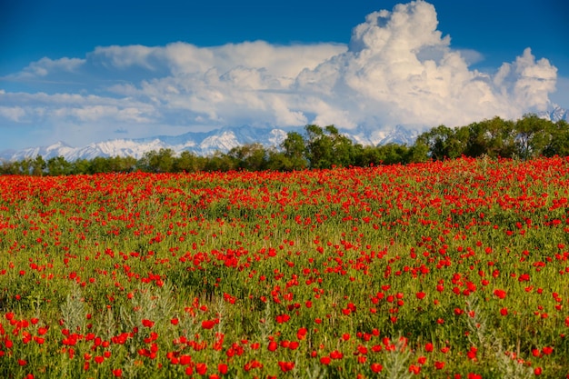 Coquelicots rouges