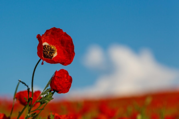 Coquelicots rouges