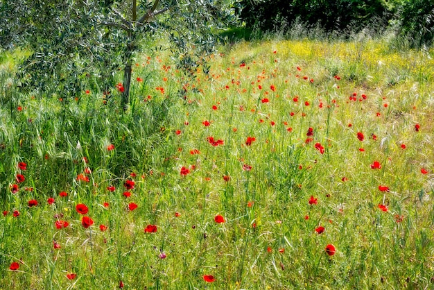 Coquelicots sauvages dans un champ en Toscane