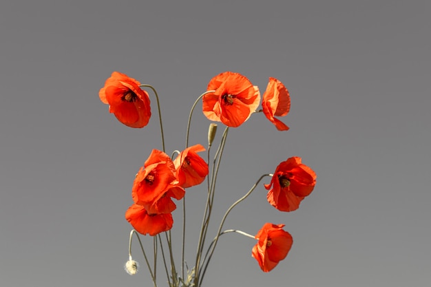 Coquelicots sauvages rouges sur fond gris clair