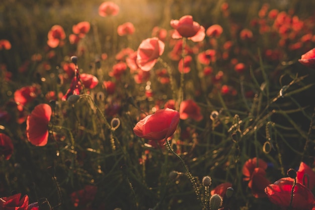 Coquelicots sauvages rouges sur le terrain