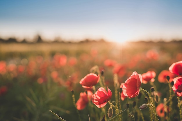 Coquelicots sauvages rouges sur le terrain