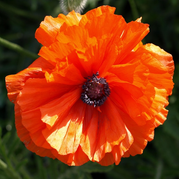 Coquelicots de source naturelle et marguerite dans le pré