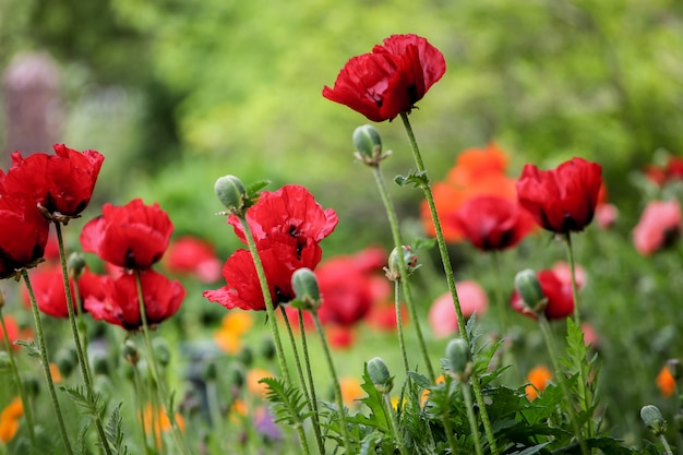 Coquelicots sur le terrain