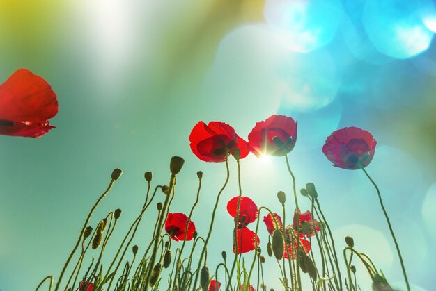 Coquelicots