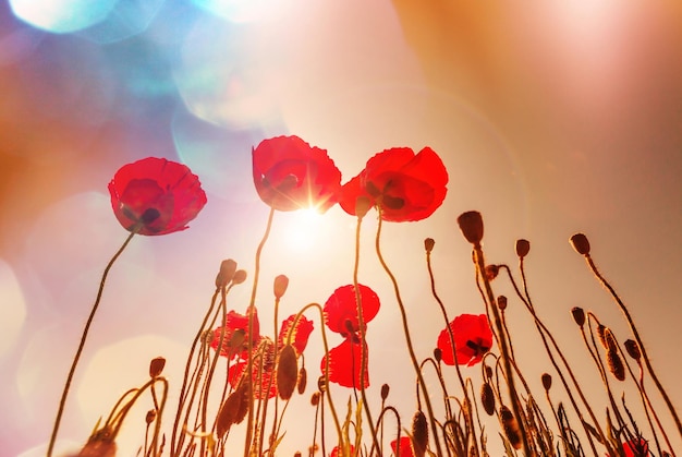 Coquelicots