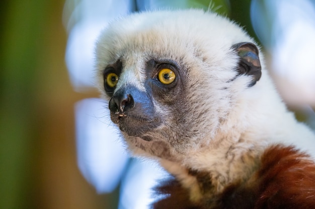 Le Coquerel Sifaka dans son environnement naturel dans un parc national de l'île de Madagascar.