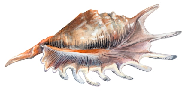 Coquillage brillant à rayures isolé sur fond blanc. La peinture à l'aquarelle