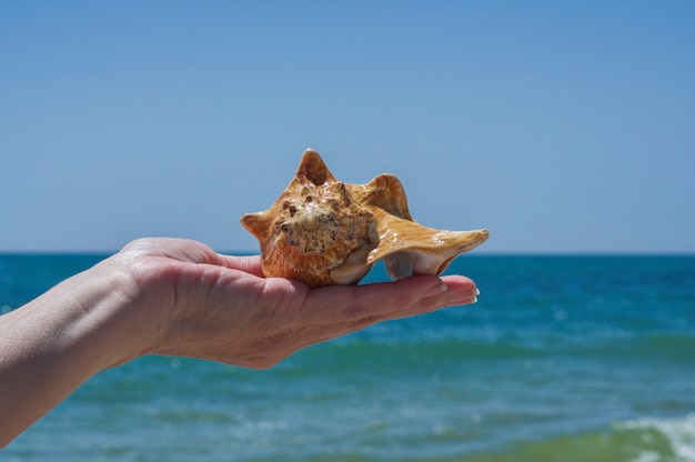 Coquillage dans la main de l&#39;homme