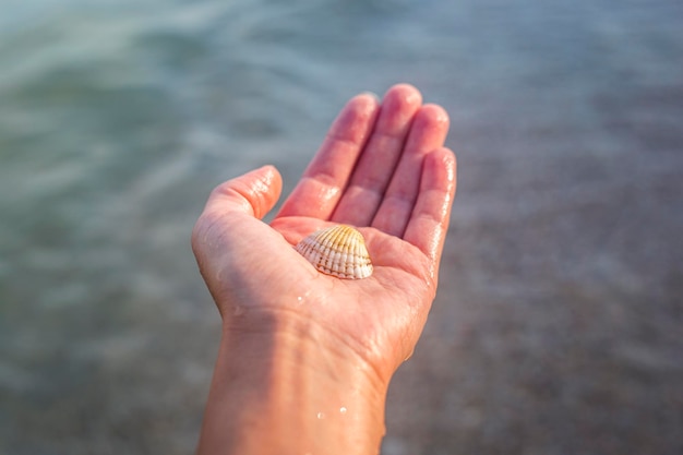 Coquillage dans un palmier femelle dans le contexte de la mer