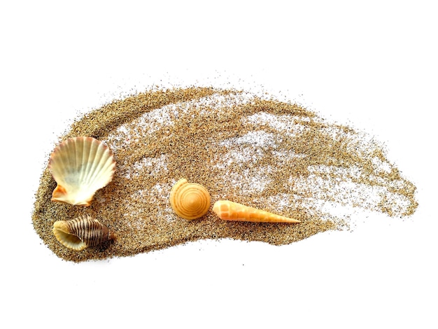 Coquillage dans le sable sur fond blanc