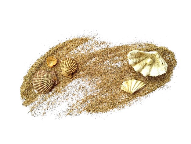 Coquillage dans le sable sur fond blanc