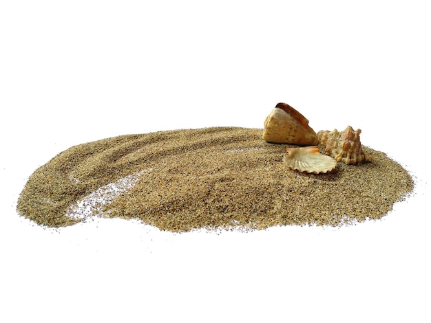 Coquillage dans le sable sur fond blanc