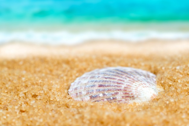 Coquillage dans le sable sur le fond de la plage et de la mer