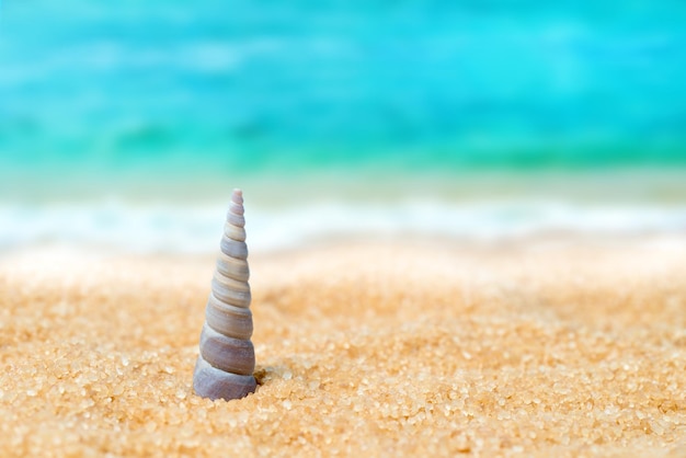 Coquillage dans le sable sur le fond de la plage et de la mer