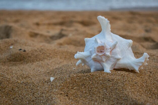 Coquillage sur le fond de la plage de sable