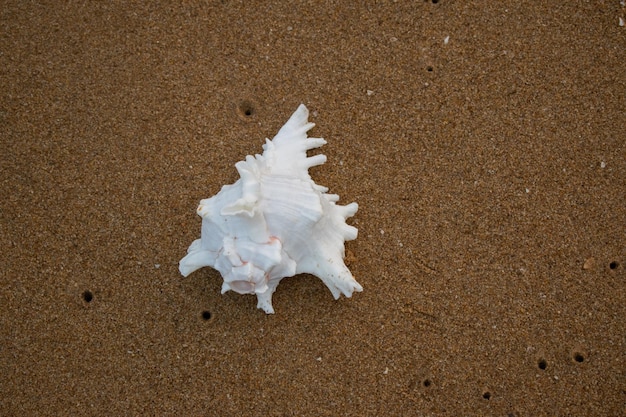 Coquillage sur le fond de la plage de sable