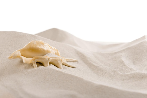 Coquillage sur fond de sable de mer