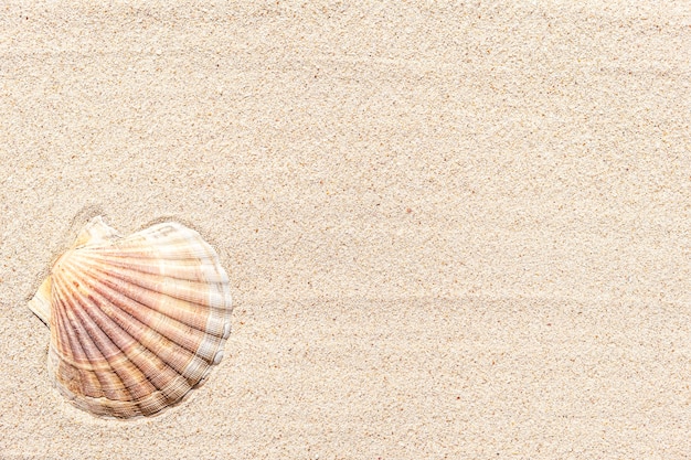 Coquillage sur fond de sable, vue de dessus avec espace de copie