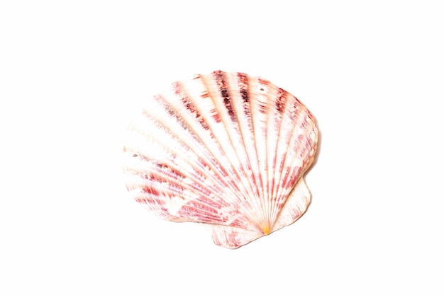 Coquillage isolé sur fond blanc gros plan