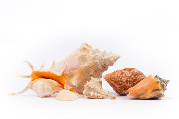 Coquillage isolé sur fond blanc