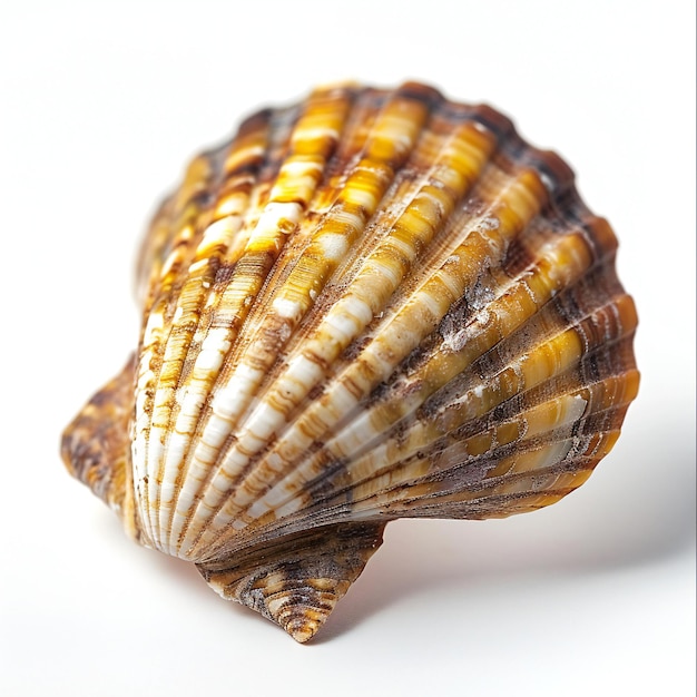 Coquillage isolé sur fond blanc