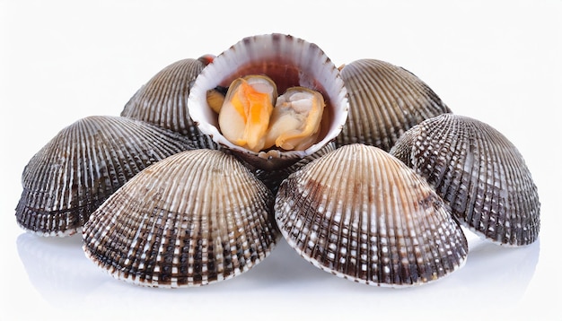 Coquillage isolé sur fond blanc