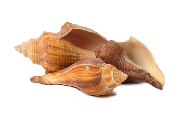 Coquillage isolé sur fond blanc