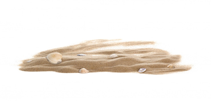 Photo coquillage isolé sur le sable