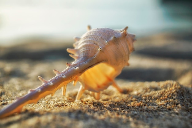 Coquillage murex blanc sur une plage de sable