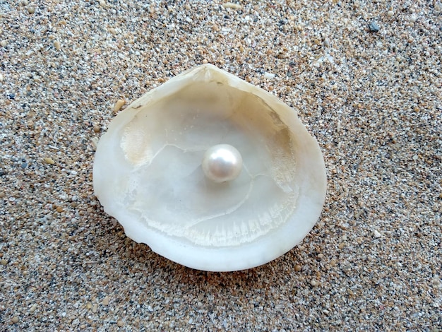Coquillage avec une perle Coquillages et perles dans le sable