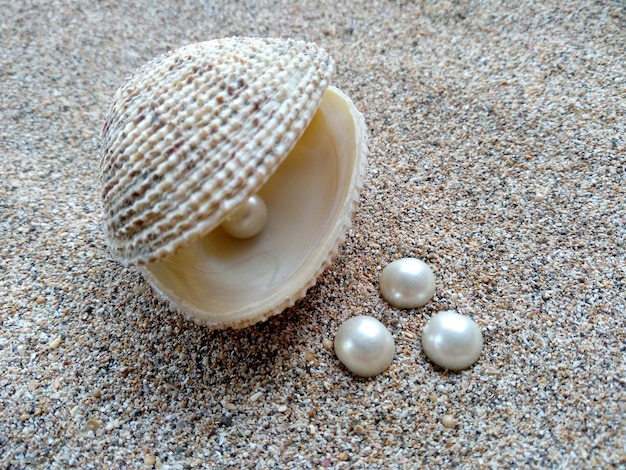 Coquillage avec une perle Coquillages et perles dans le sable