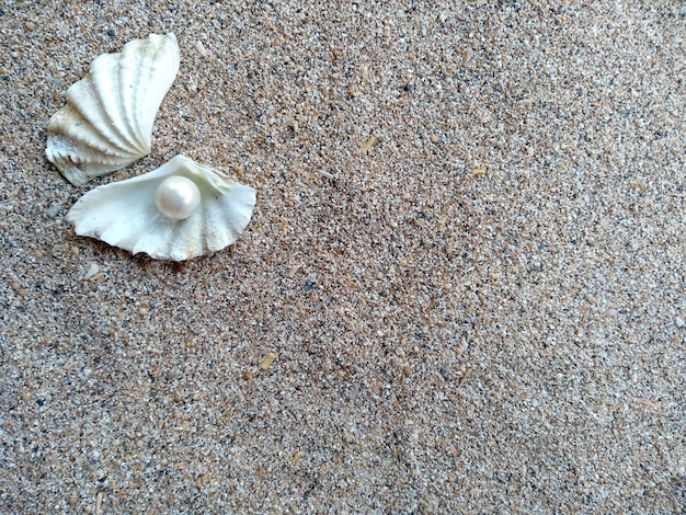 Coquillage avec une perle sur un sable de plage