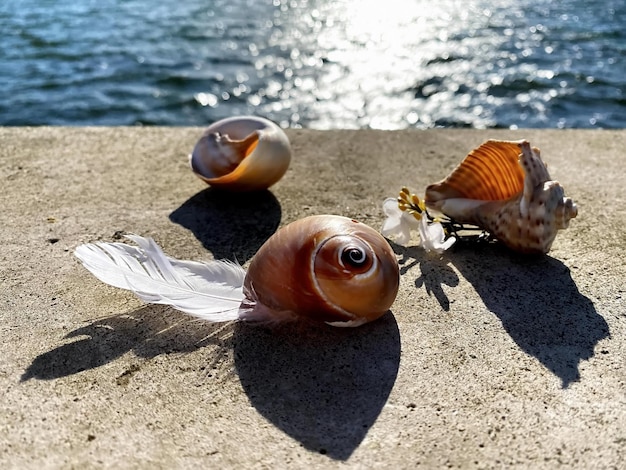 Photo coquillage sur la plage en mer sur la pierre et le sable