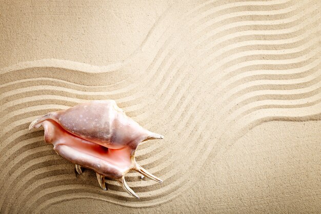 Coquillage sur la plage de la mer. Repos d'été.