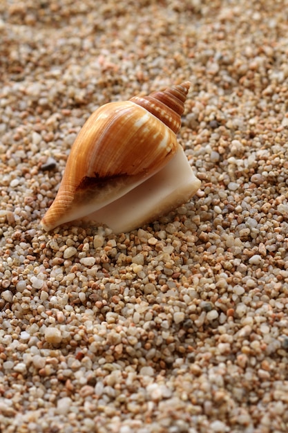 Coquillage sur plage de sable