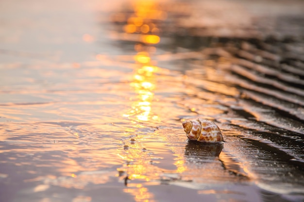 coquillage sur la plage