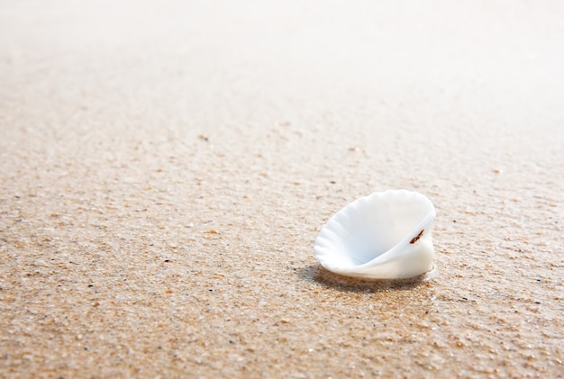 Coquillage sur la plage