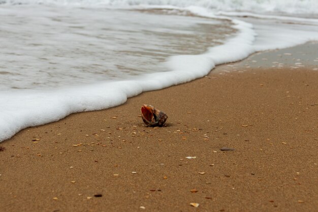 Coquillage sur la plage