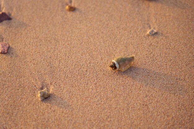 Un coquillage sur le rivage sablonneux de la mer Rouge