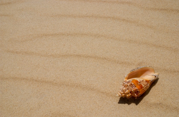 Coquillage sur le sable de la plage en arrière-plan.