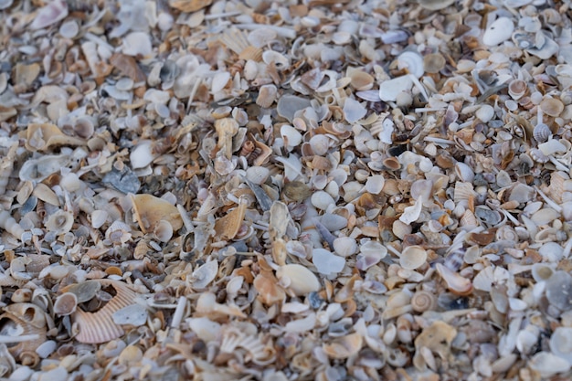 Coquillage sur le sable sur la plage