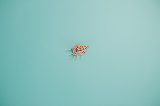 Coquillage unique. Carte de l'heure d'été avec coquille de mer et espace de copie.