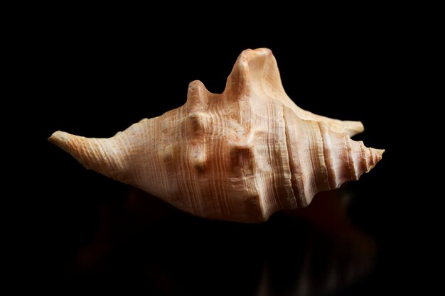 Coquillage unique sur fond noir